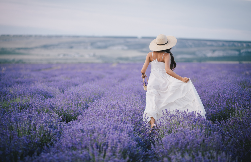 Blue Mountain Lavender Farm Experience