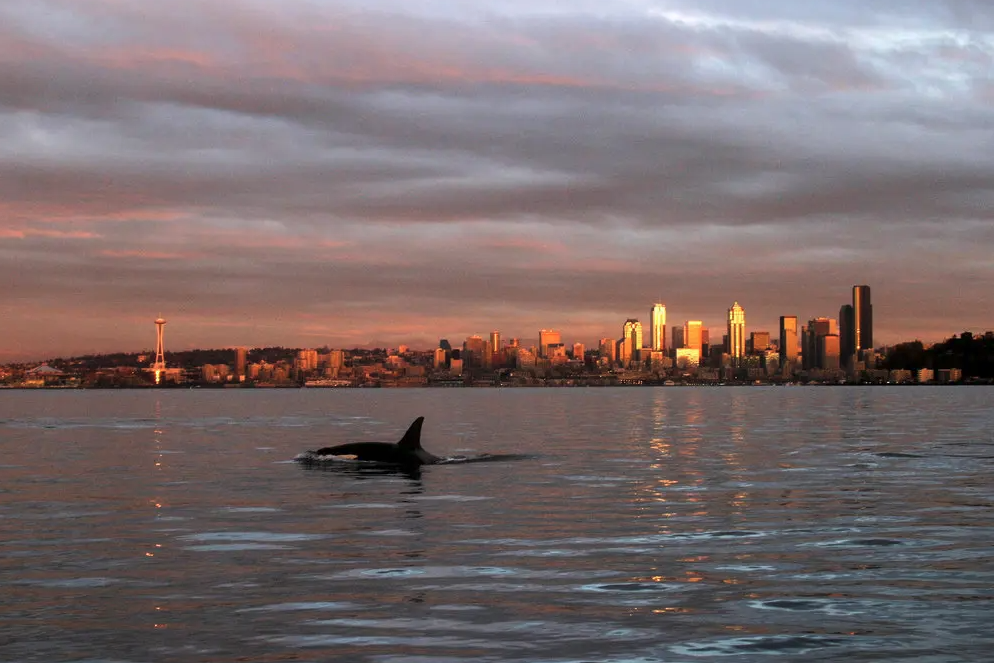 Sunset whale watching tour seattle hot air ballooning rides