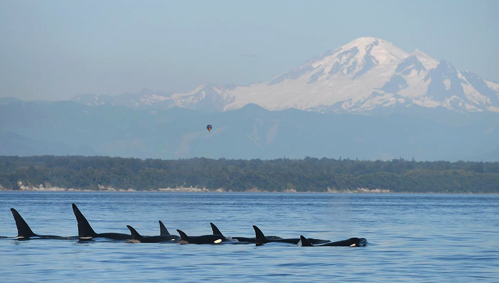 Whale watching tour seattle hot air balloon rides